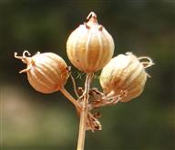  Fruits